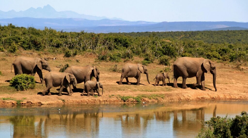 Group of elephants in Africa
